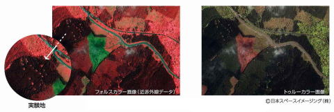 IKONOS衛星画像による富士山自然林復元実験地の植生解析