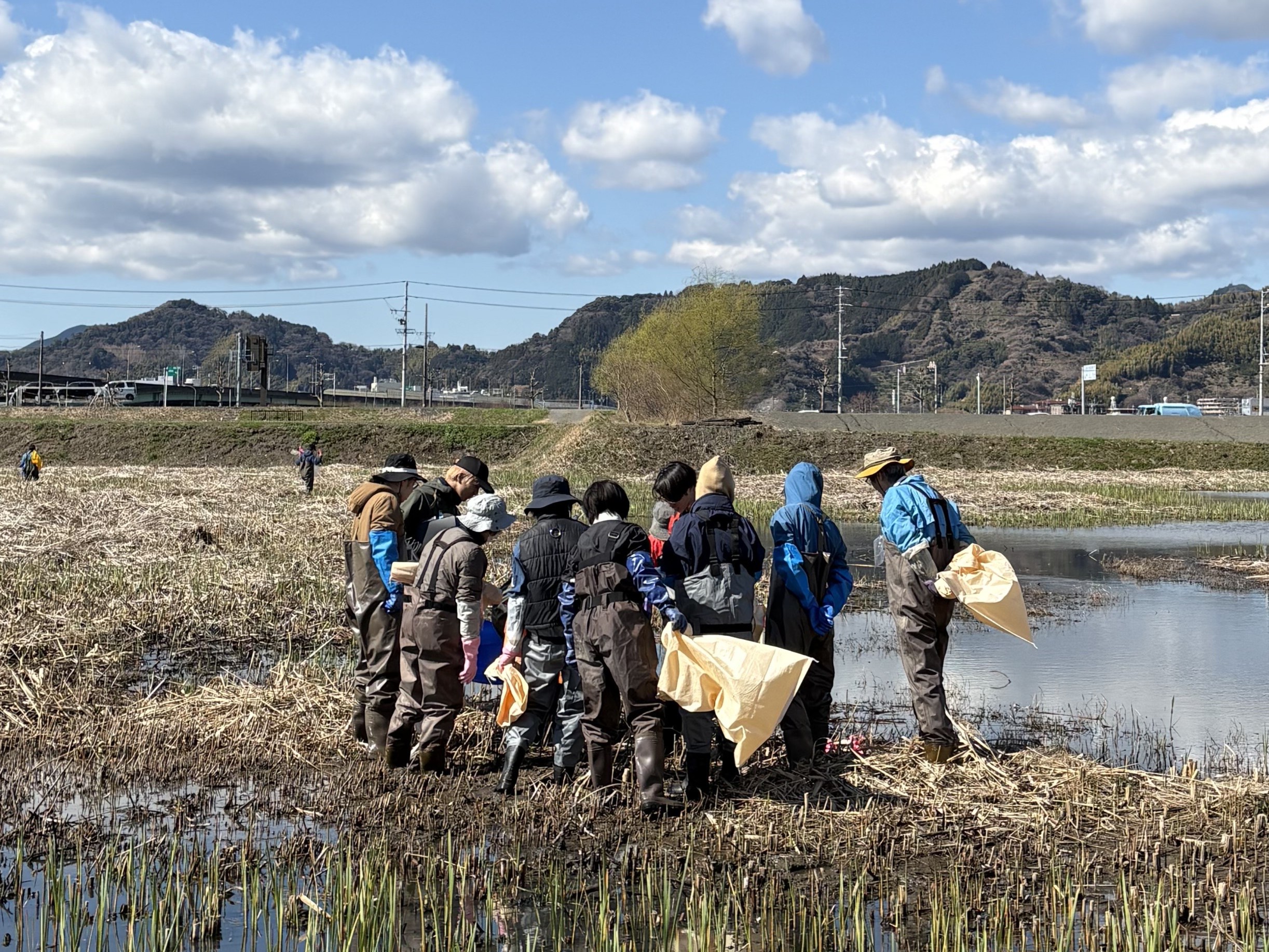 麻機遊水地　ナガエツルノゲイトウ駆除