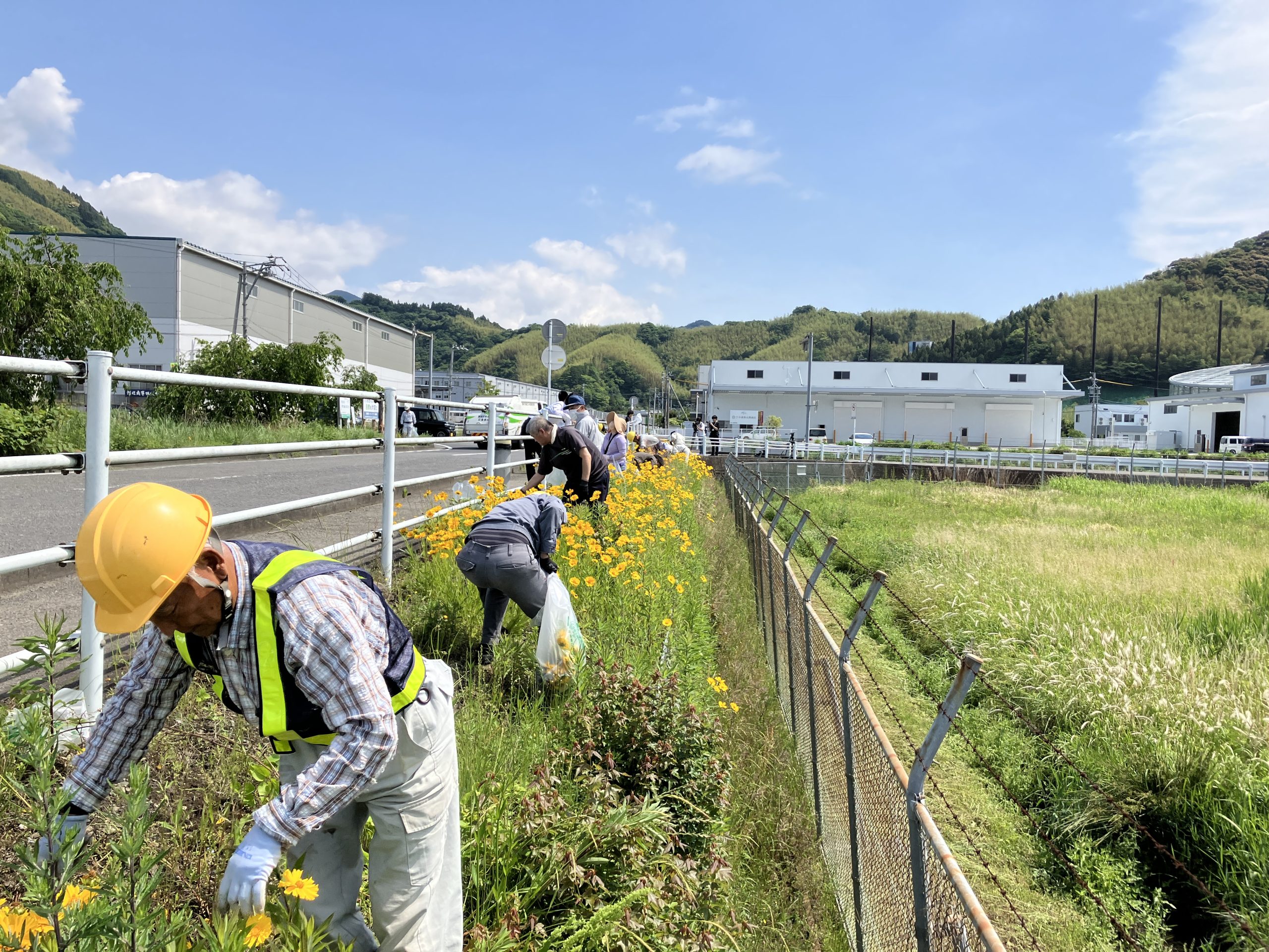 静岡市内で特定外来生物オオキンケイギク一斉駆除